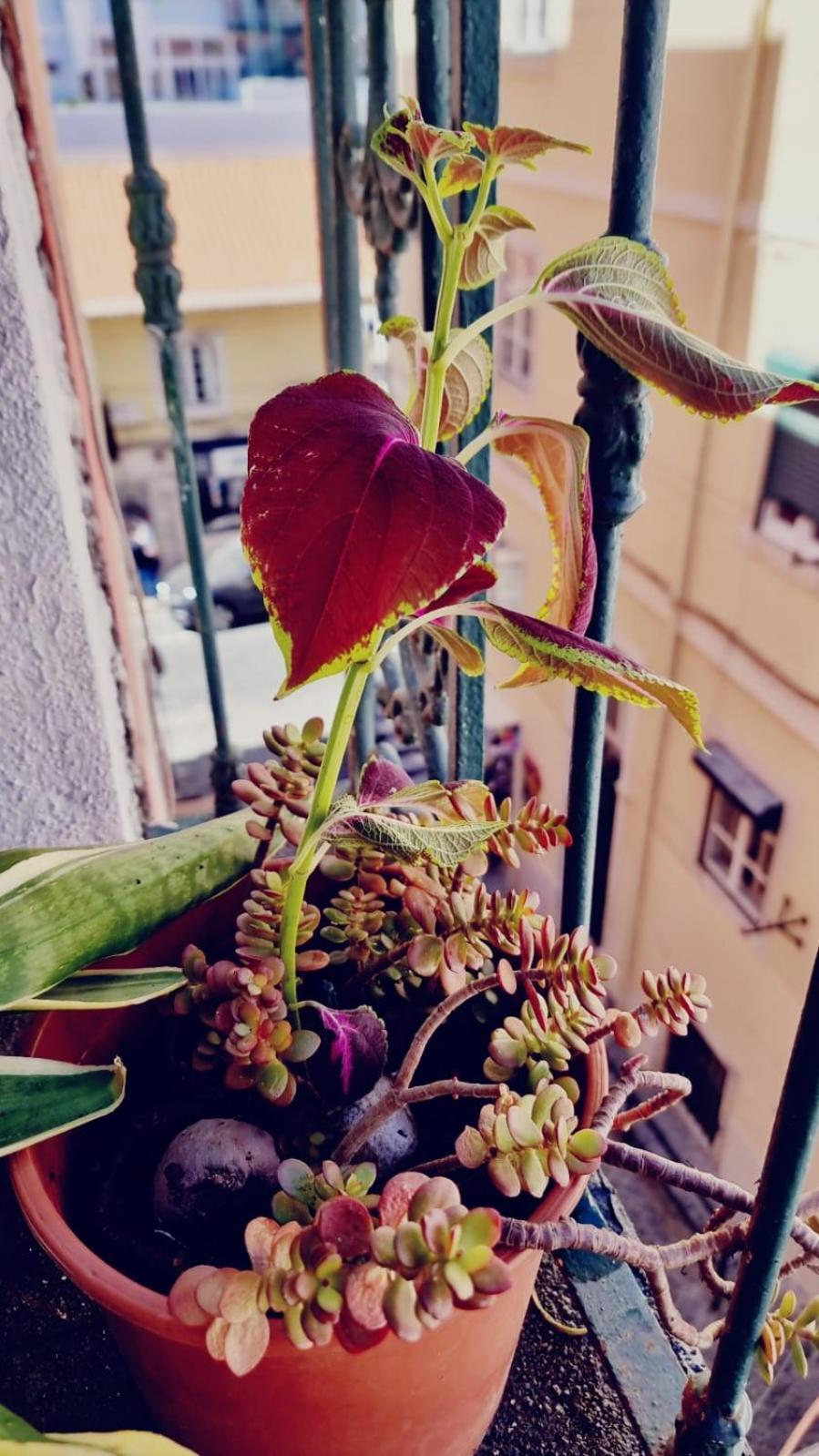 Charming Central Apartment To Rent Lisboa Εξωτερικό φωτογραφία